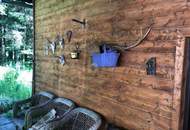 RUHE AM WALDRAND ÜBER DER NEBELGRENZE