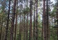 Wald zu verkaufen – 2 gepflegte Parzellen à ca. 4 ha (insgesamt ca. 8,3 ha) im südlichen Waldviertel
