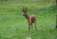 Sonniger Baugrund in Ruhelage