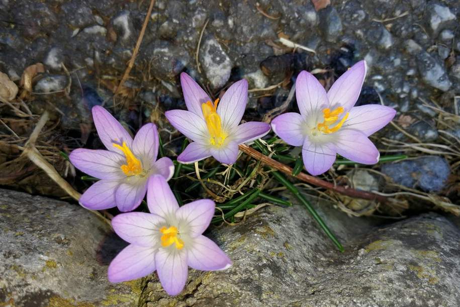 Mariazell - Türkengrabenweg 1, Wohnung-miete, 613,71,€, 8630 Bruck-Mürzzuschlag