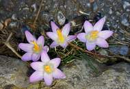 Mariazell - Türkengrabenweg 1