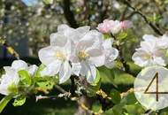 Apfelbaumblüte vor Ihrem Haus im schönen Mostviertel - Baugründe in wunderschöner, sonniger Lage!