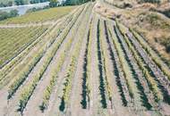 WEINGARTEN IN AUSSICHTSLAGE IM WEINBAUGEBIET WACHAU - WEINGARTEN, LANDWIRTSCHAFTLICHE FLÄCHEN - GRUNDSTÜCK IN DER WACHAU - KEIN BAUGRUNDSTÜCK!
