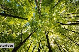 +++ Waldfläche +++, Grund und Boden-kauf, 1.930,€, 7562 Jennersdorf