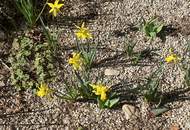 Investment - Chance - Anlage TRAUM ALTBAU 3 Zimmer Balkon-Wohnung - WÄHRING