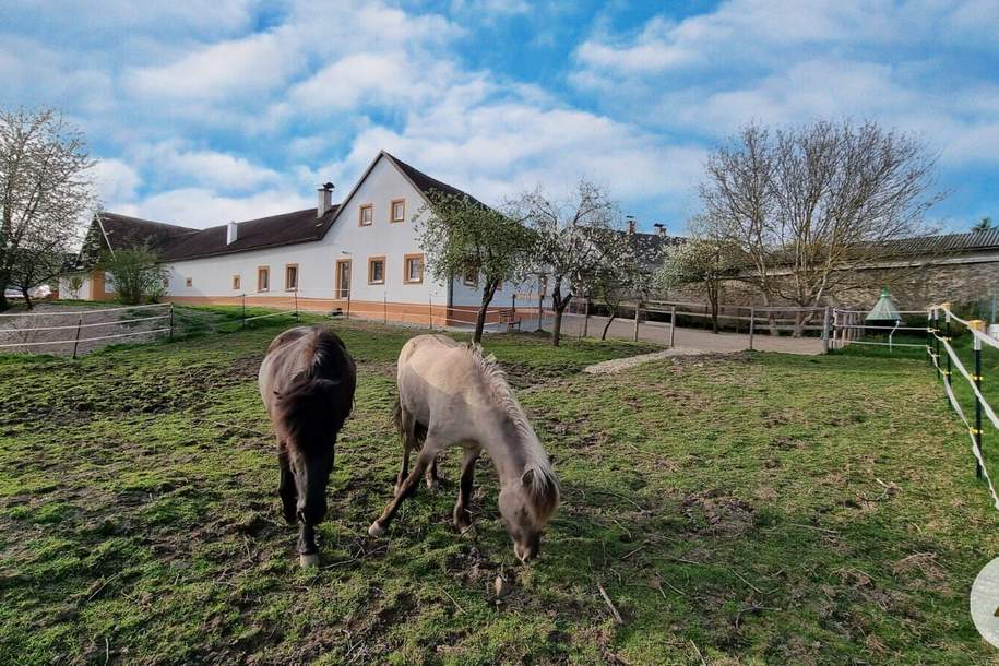 PROVISIONSFREI-Generalsanierter 4-Kanter für Pferdehaltung, 3 Hektar, Haus-kauf, 565.000,€, 3862 Gmünd
