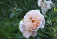 Ein Haus für kreative Köpfe