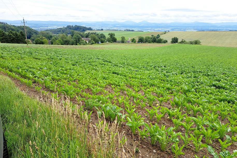 NEUES JAHR - NEUER ACKER, Grund und Boden-kauf, 440.000,€, 3386 Sankt Pölten(Land)