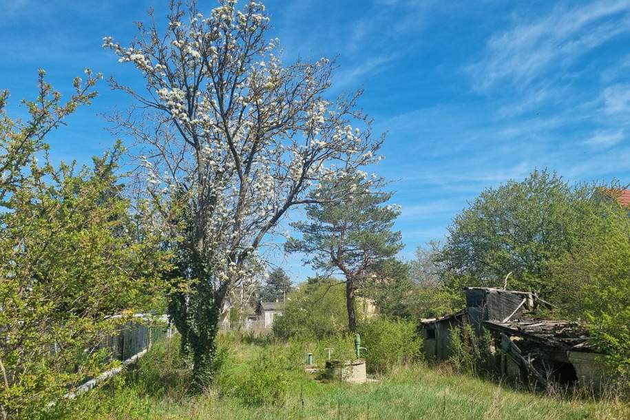 NEUER PREIS!! Großes Grundstück in Strasshof! Aufgeschlossen! 2 Wohneinheiten möglich., Grund und Boden-kauf, 330.000,€, 2231 Gänserndorf