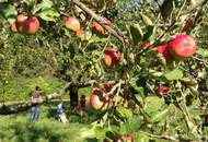 Gartenwohnung 7 Zimmer mit Pool im Apfelgarten - - 5 bedroom apartment 15 km from Vienna