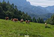 "Hof zur Steinwänd" Gasthof und Bauernhof mit Fremdenzimmern - Wald und Wiesen mit herrlichen Naturplätzen!