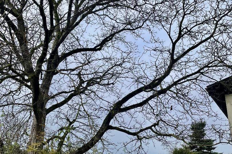 Traumhaftes Baugrundstück mit Altbestand in sehr guter Lage!, Grund und Boden-kauf, 4203 Urfahr-Umgebung