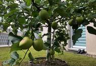 HERRLICHER OBSTGARTEN MIT SELTENER 4 ZIMMER WOHNUNG