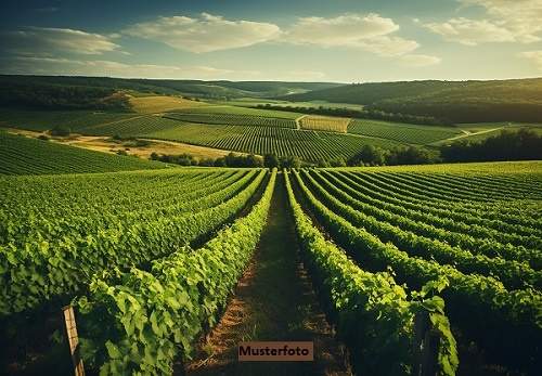 Großzügiges Weingut mit umfangreichen Hallen- und Lagerflächen