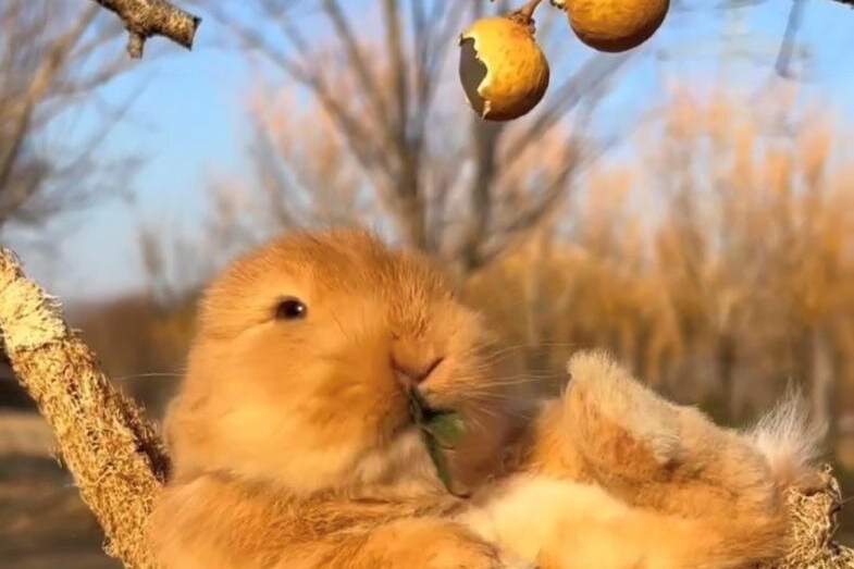 Ostern am Wörthersee: Kurzzeitmiete im April möglich, Wohnung-miete, 1.000,01,€, 9201 Klagenfurt Land