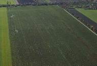 Sonniger Baugrund in Kapellerfeld Nähe Stadtgrenze Wien