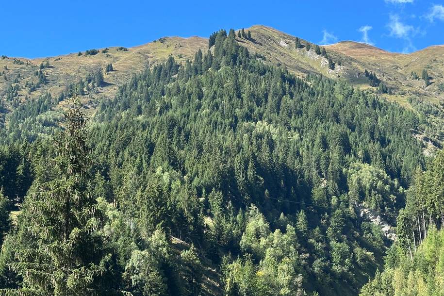 Waldgrundstück in Hüttschlag – ca. 40.000 m² Natur & Wert, Grund und Boden-kauf, 72.000,€, 5612 Sankt Johann im Pongau