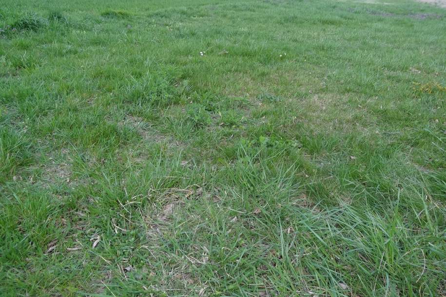 7024 Hirm sehr interessantes 4400m² Bauträgergrundstück !, Grund und Boden-kauf, 660.000,€, 7024 Mattersburg