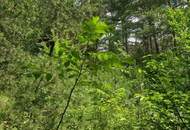 Ihre Liegenschaft mit soviel Wald! Errichten Sie hier Ihr Traumhaus!
