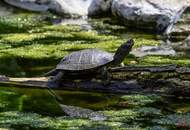 Leben gleich neben dem Nationalpark Donauauen nahe Wien