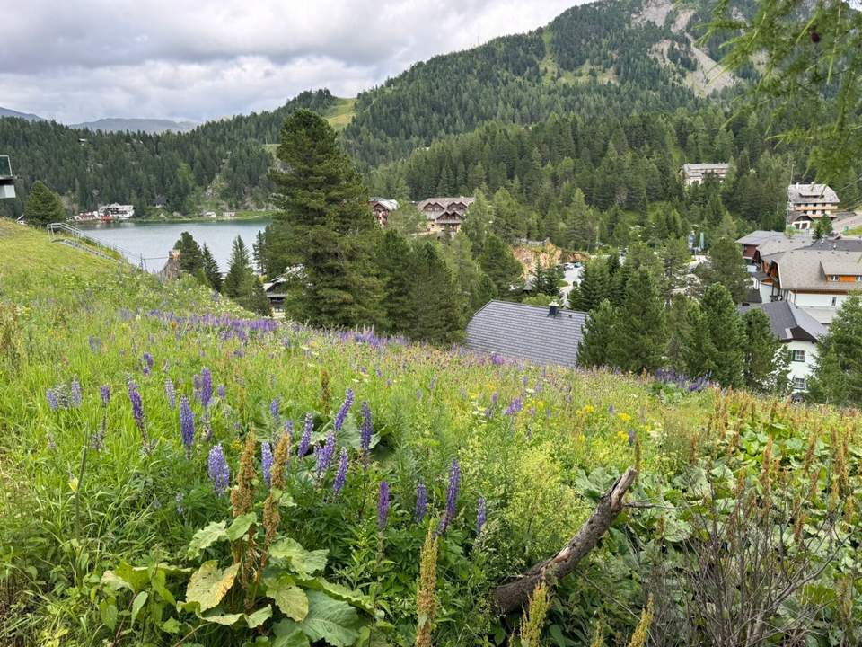 Turracher Höhe - Ein Grundstück mit Seltenheitswert – ideal für eine hochwertige touristische Entwicklung. Baugrundstück für eine Apartmentanlage - DIREKT bei der Piste und der Talstation "Panoramabahn"