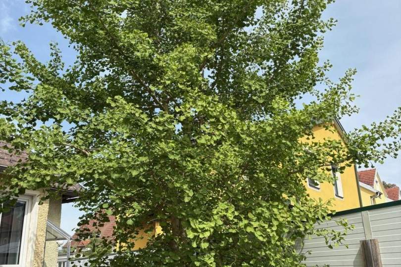 "Kraft, Vitalität und Harmonie", Haus-kauf, 490.000,€, 3423 Tulln