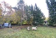 "Jahrhundertwende Stilhaus mit Wald"