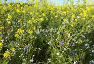 ** FÜR ANLEGER ** Provisionsfreie 2- Zimmer - Wohnung Nähe Traunauen