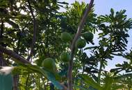 ruhig gelegenes Einfamilienhaus (Provisionsfrei)