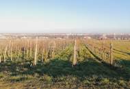 Weingarten im 10ten Bezirk - bewirtschaften od. investieren