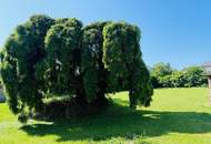 Gasthaus, Bar, Veranstaltungssaal, Wohnung und Nebengebäude