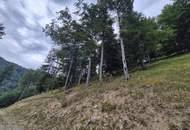 Mischwaldbestand am Kasberg mit strukturreichem Baumbestand