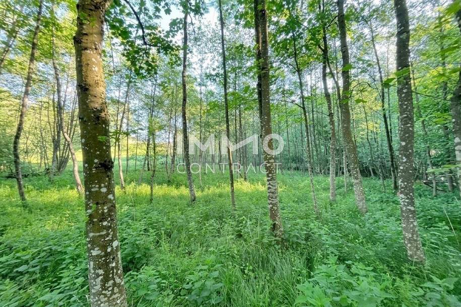 Erholung pur im eigenen Wald mit Bach und Wiesen nähe Amstetten, Grund und Boden-kauf, 30.000,€, 3321 Amstetten