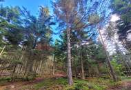 Wald zu verkaufen – 2 gepflegte Parzellen à ca. 4 ha (insgesamt ca. 8,3 ha) im südlichen Waldviertel