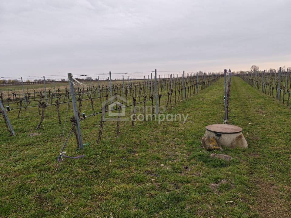 Großes arrondiertes Ackergrundstück ( fast 2ha ) in Illmitz, Burgenland