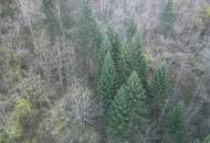 Forstwirtschaftliche Fläche / Wald in Puchenstuben