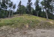 Mischwaldbestand am Kasberg mit strukturreichem Baumbestand