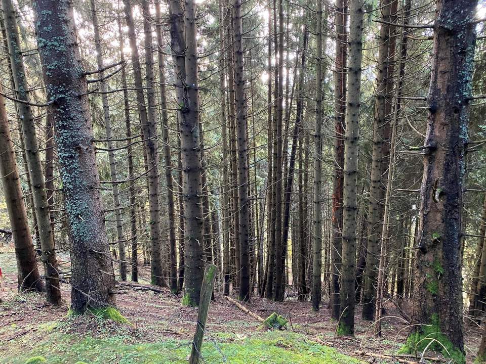 Schönes Waldgrundstück oberhalb des Millstätter Sees