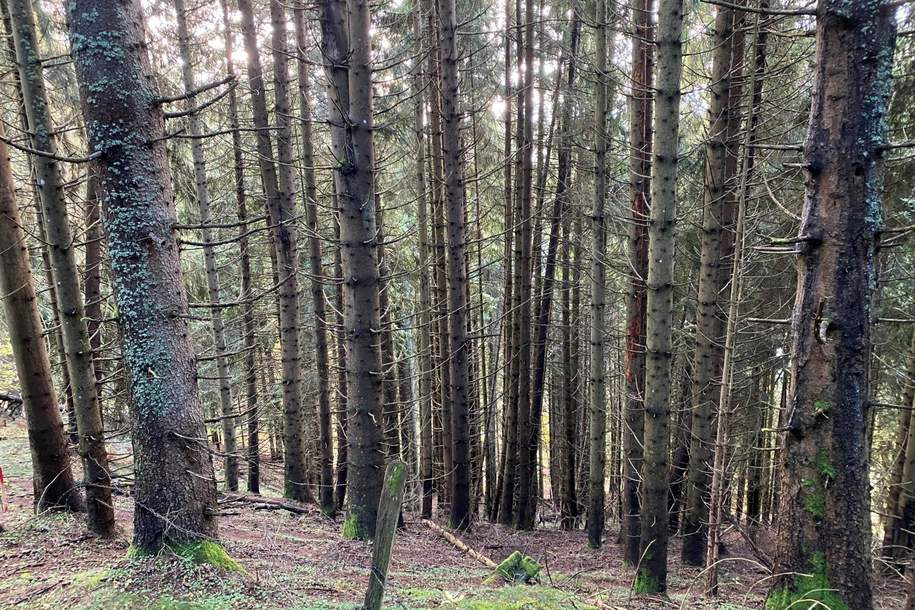 Schönes Waldgrundstück oberhalb des Millstätter Sees, Gewerbeobjekt-kauf, 96.000,€, 9872 Spittal an der Drau