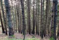 Schönes Waldgrundstück oberhalb des Millstätter Sees