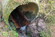 Wald im Gurktal (Provisionsfrei)