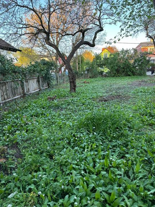 Privatverkauf: Baugrund 1220 Essling ohne Altbestand