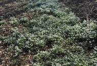 Verwirklichen Sie Ihre Träume - traumhaftes Baugrundstück in Graz – mit 0,3 - 0,6 Baudichte auch perfekt für Bauträger!